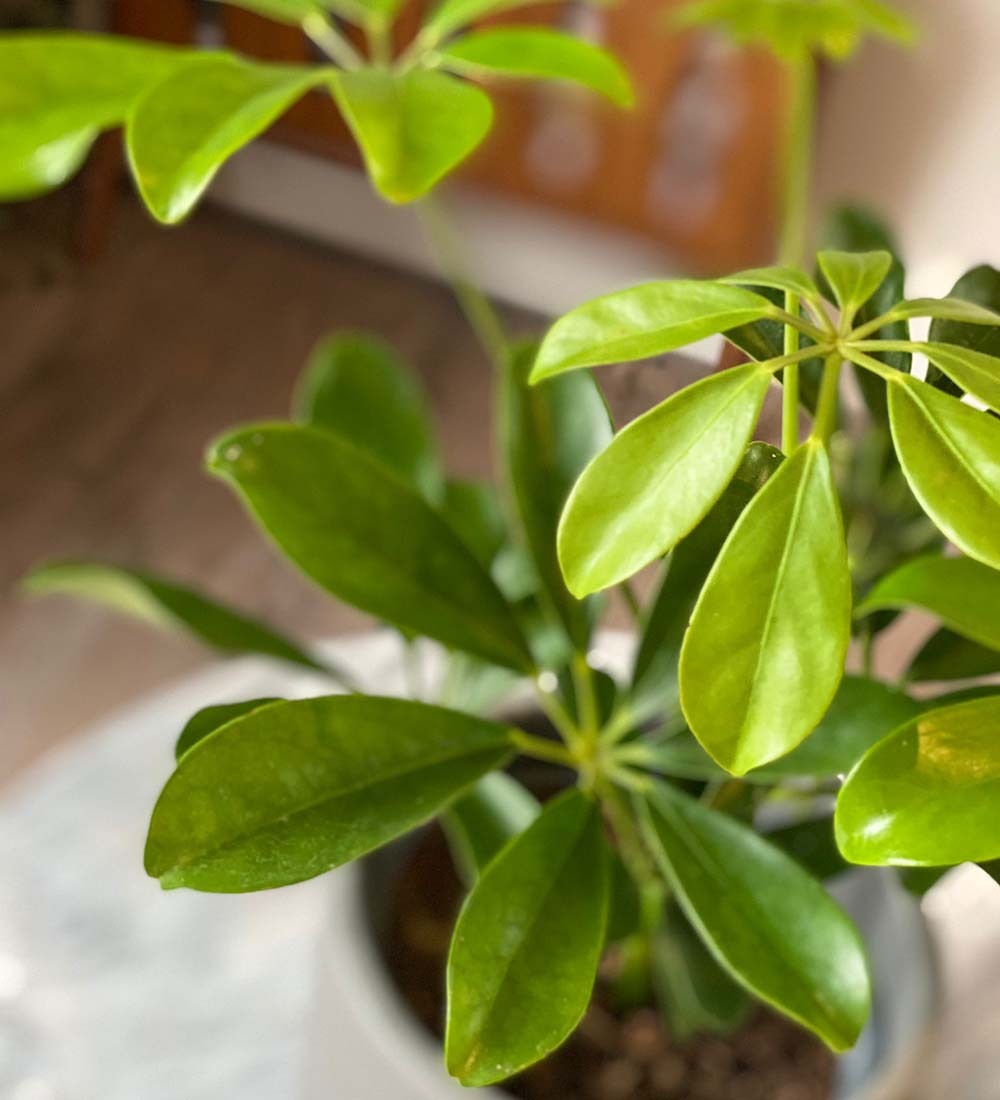 Schefflera Plant Variegated