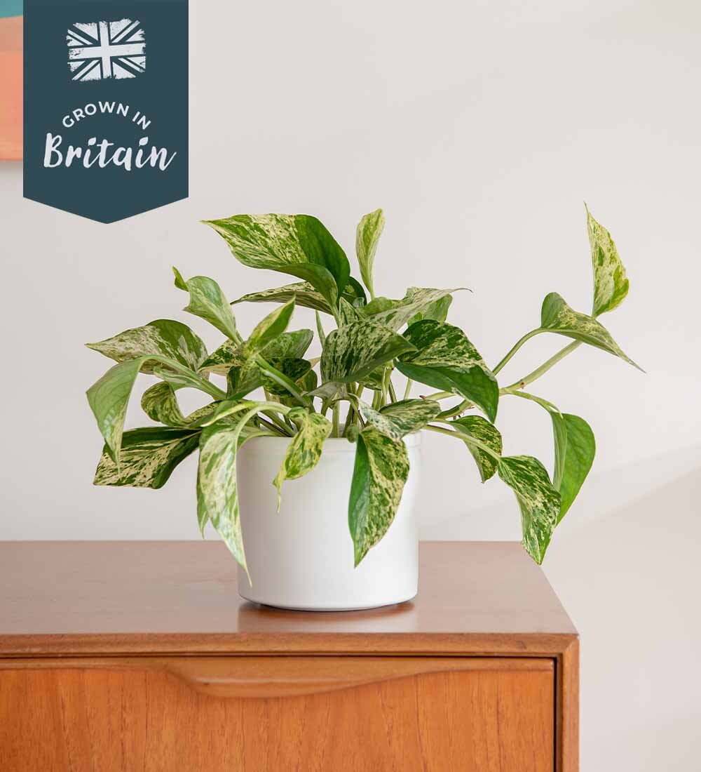 Marble Queen Pothos
