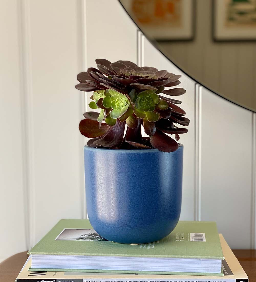 Aeonium & Pot