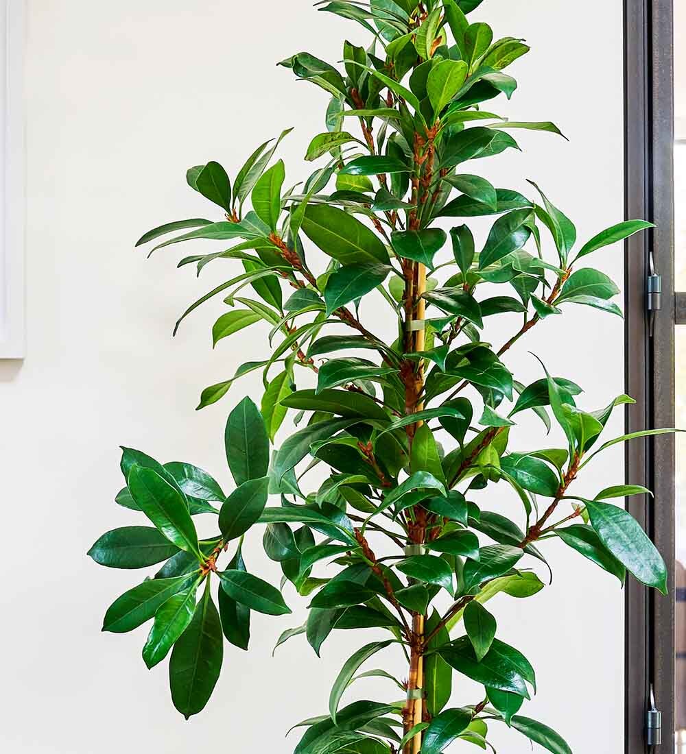 African Fig