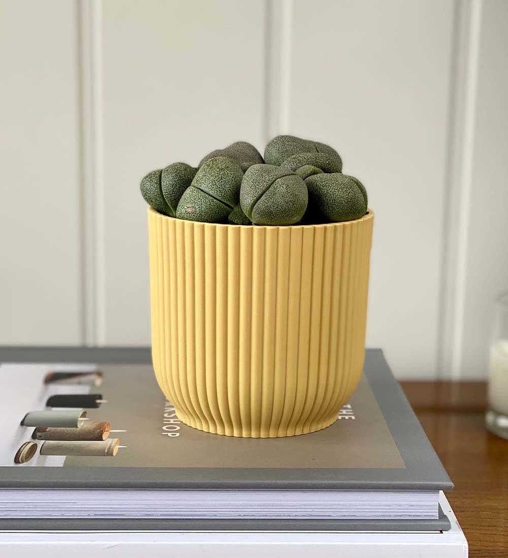 Lithops & Pot