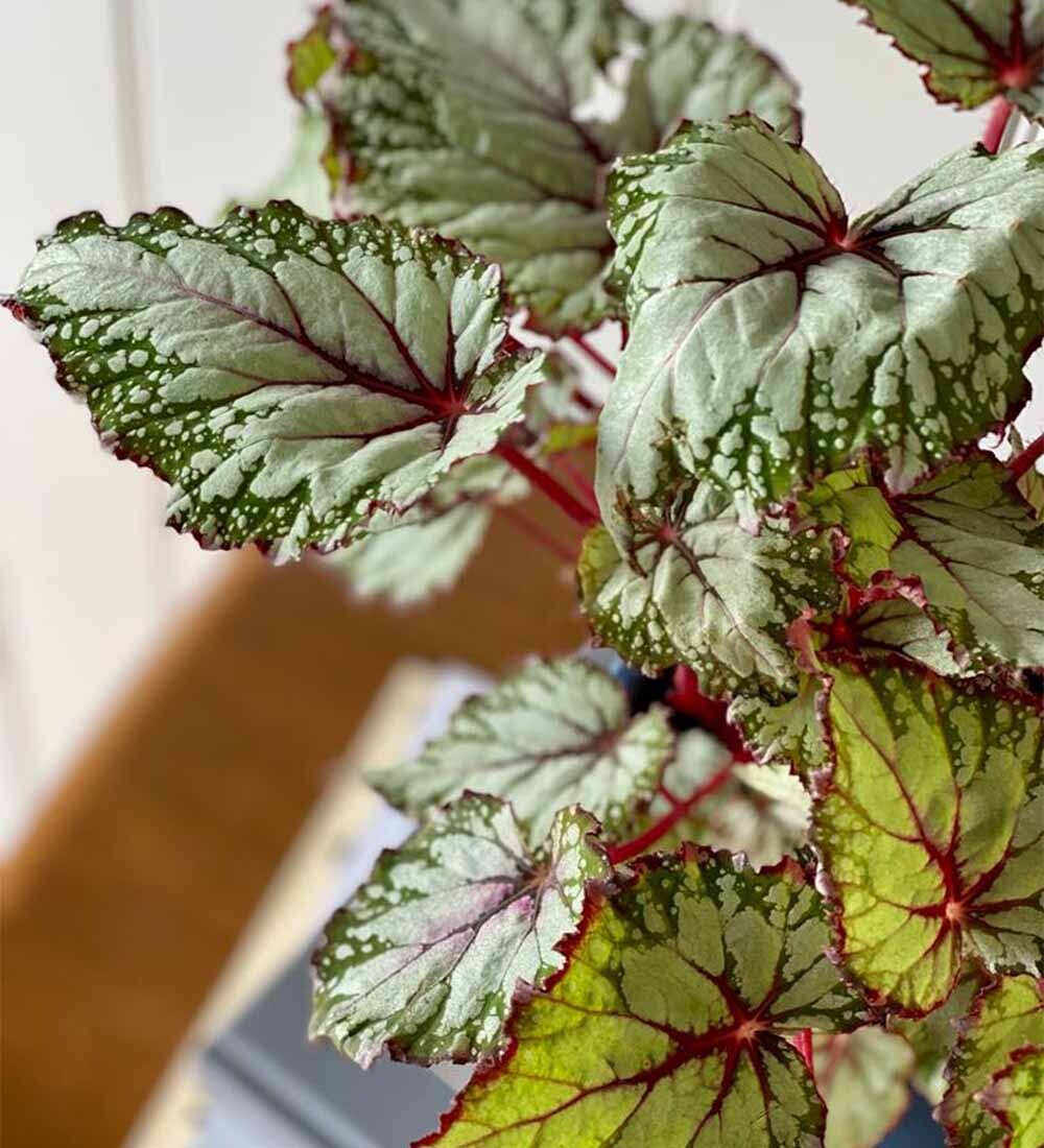 Begonia Beleaf