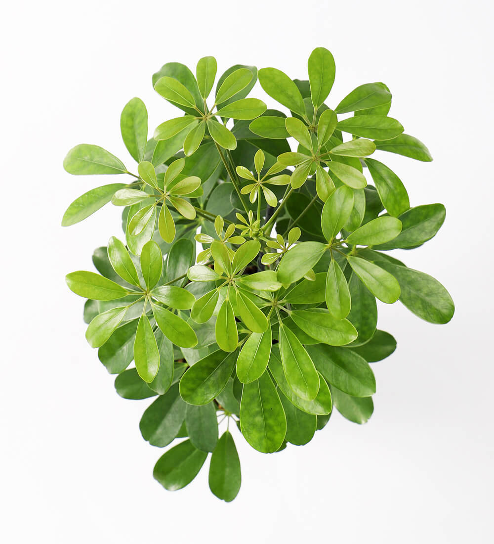 Schefflera on Lava