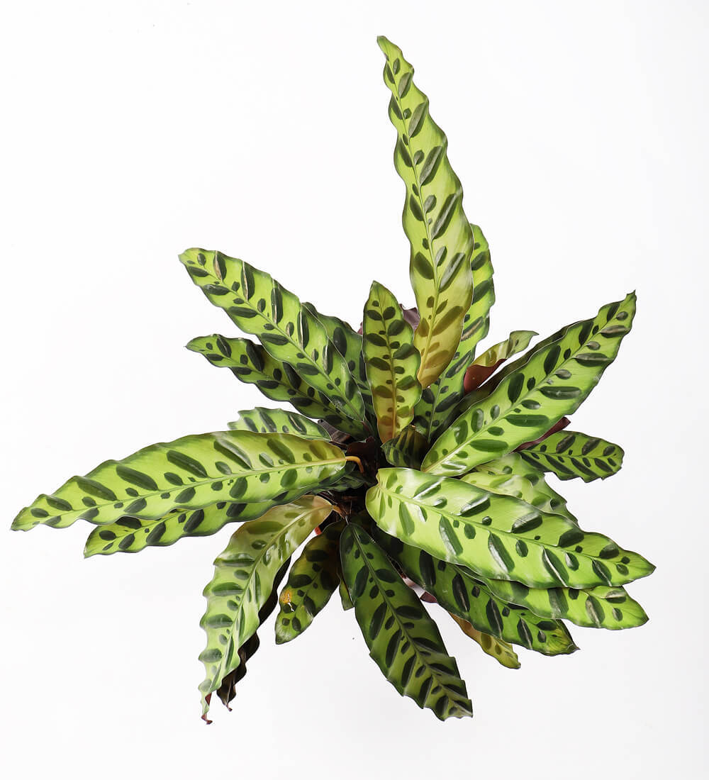 Rattlesnake Plant