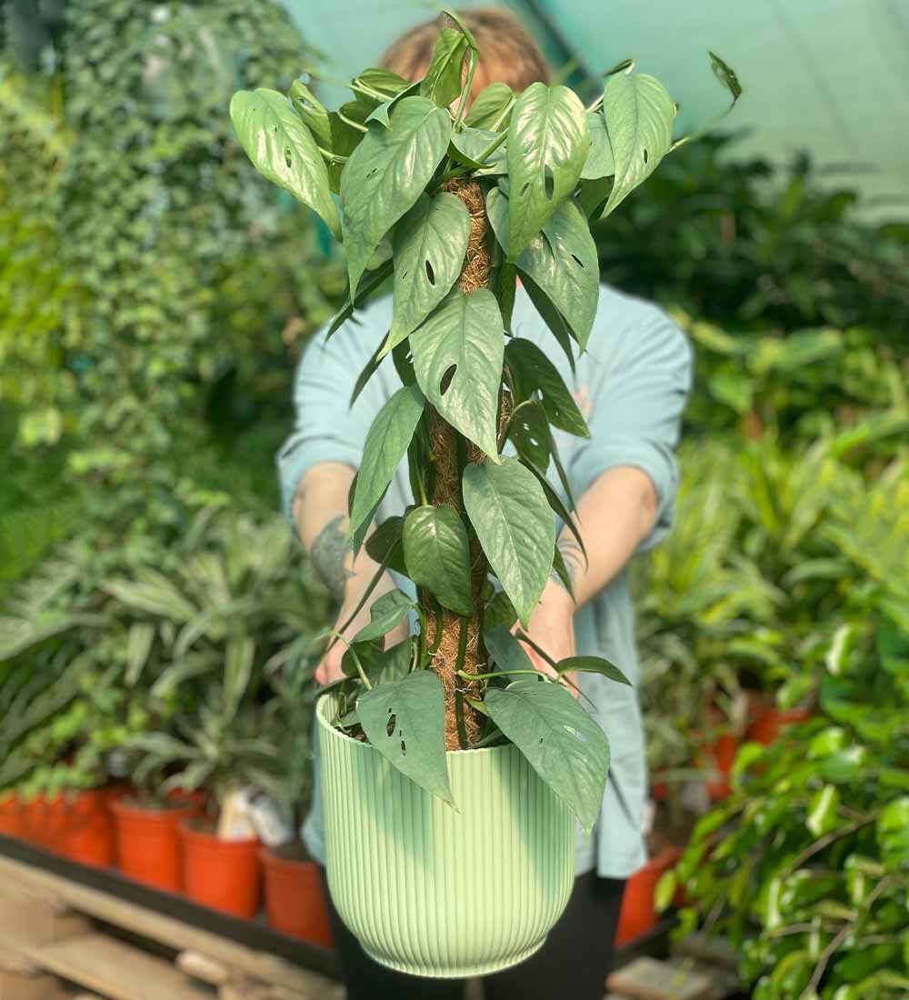 Blue Pothos on a Mosspole