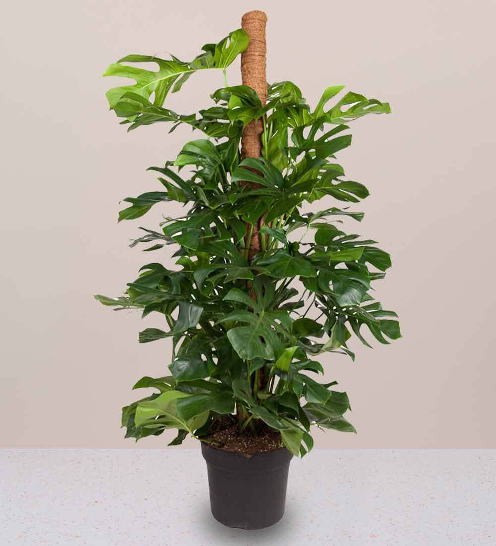 Swiss Cheese Plant
