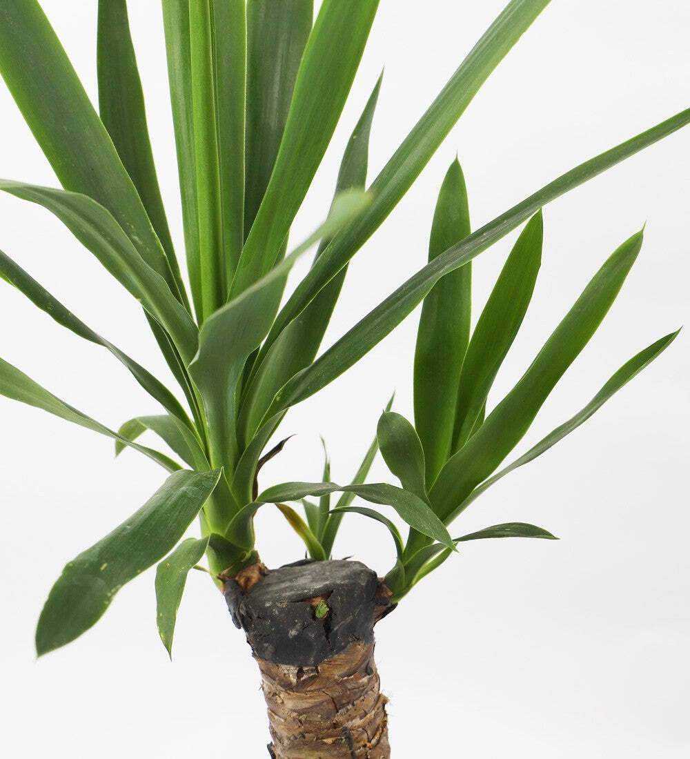 Yucca Plant