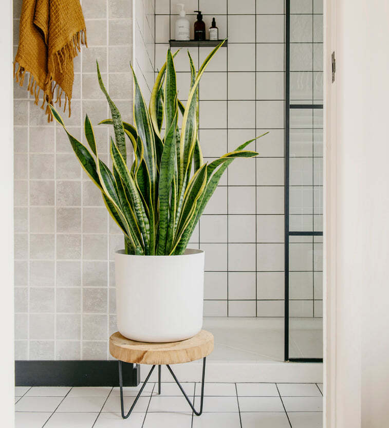 Snake Plant