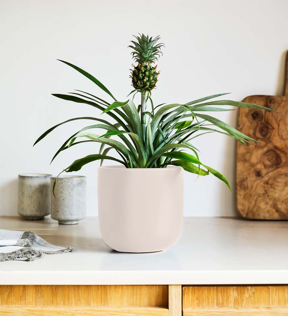 Pineapple Plant & Pot