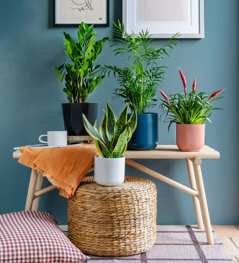 Unkillable Plant Bundle