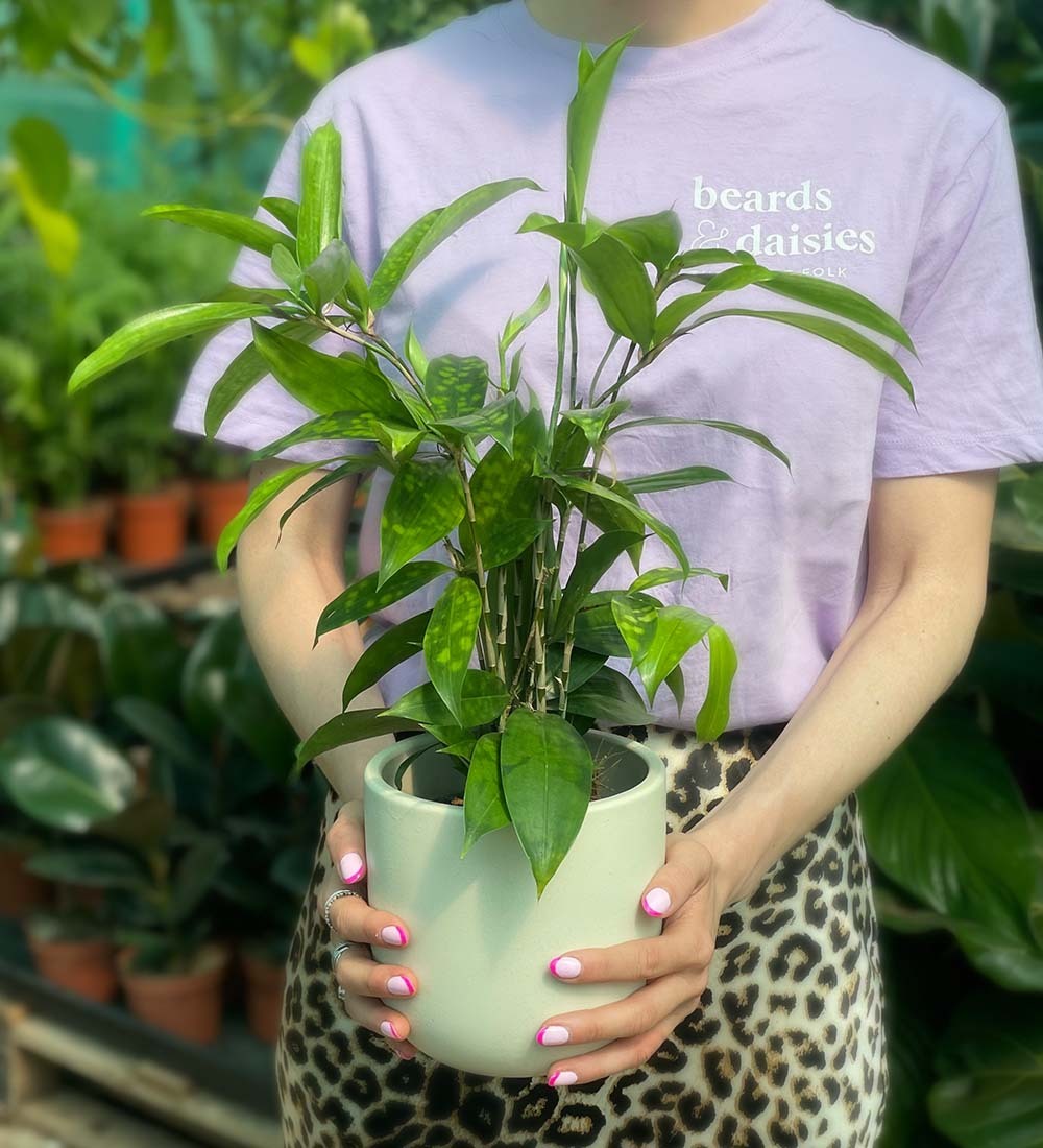 Dracaena Surculosa