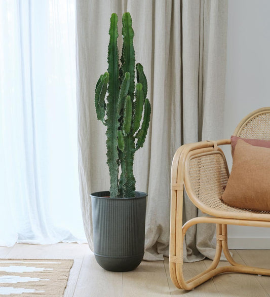 Tall Euphorbia Trigona Cactus