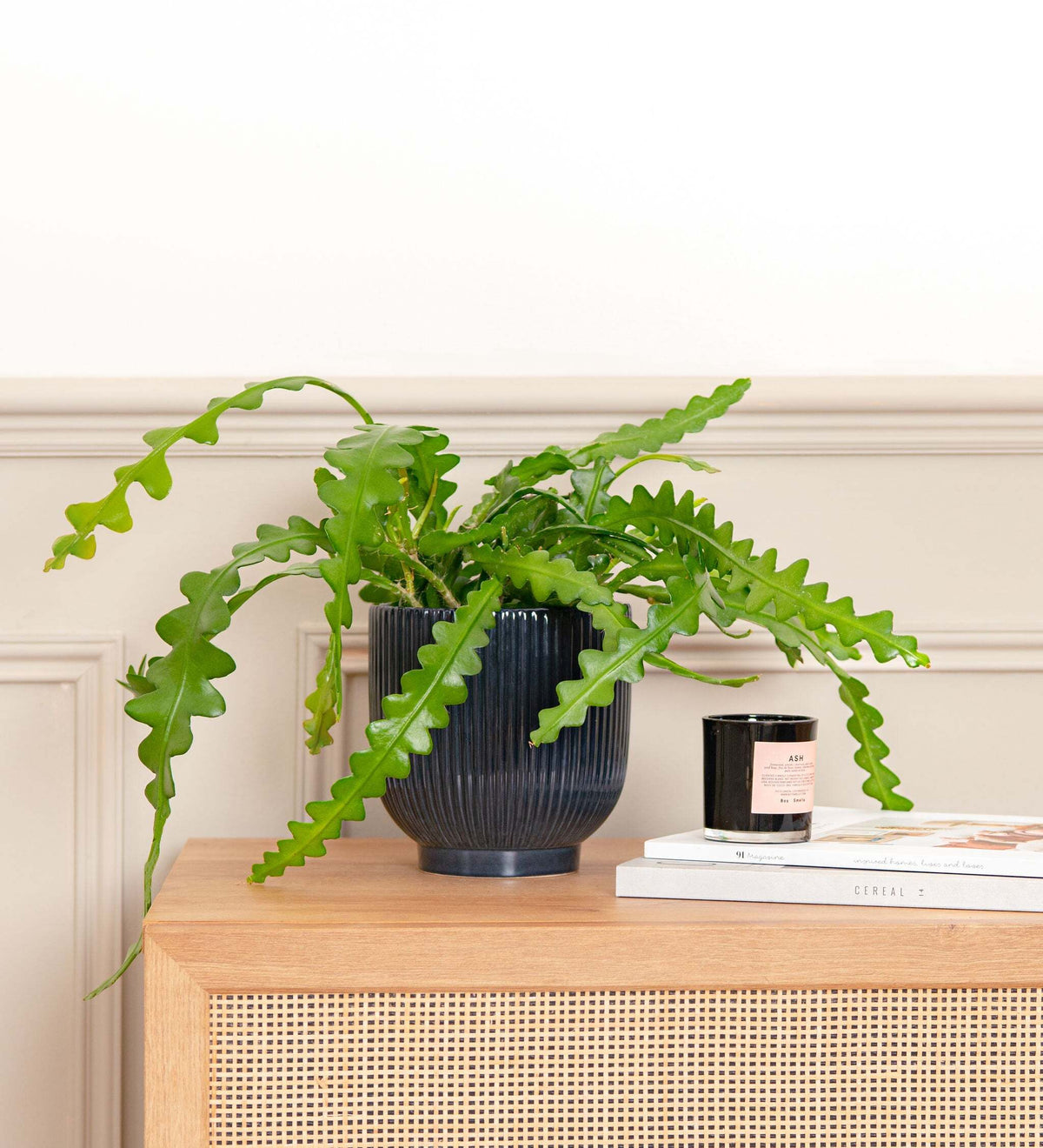 Fishbone Cactus