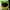 Motorcycle Helmet Cover - Frog