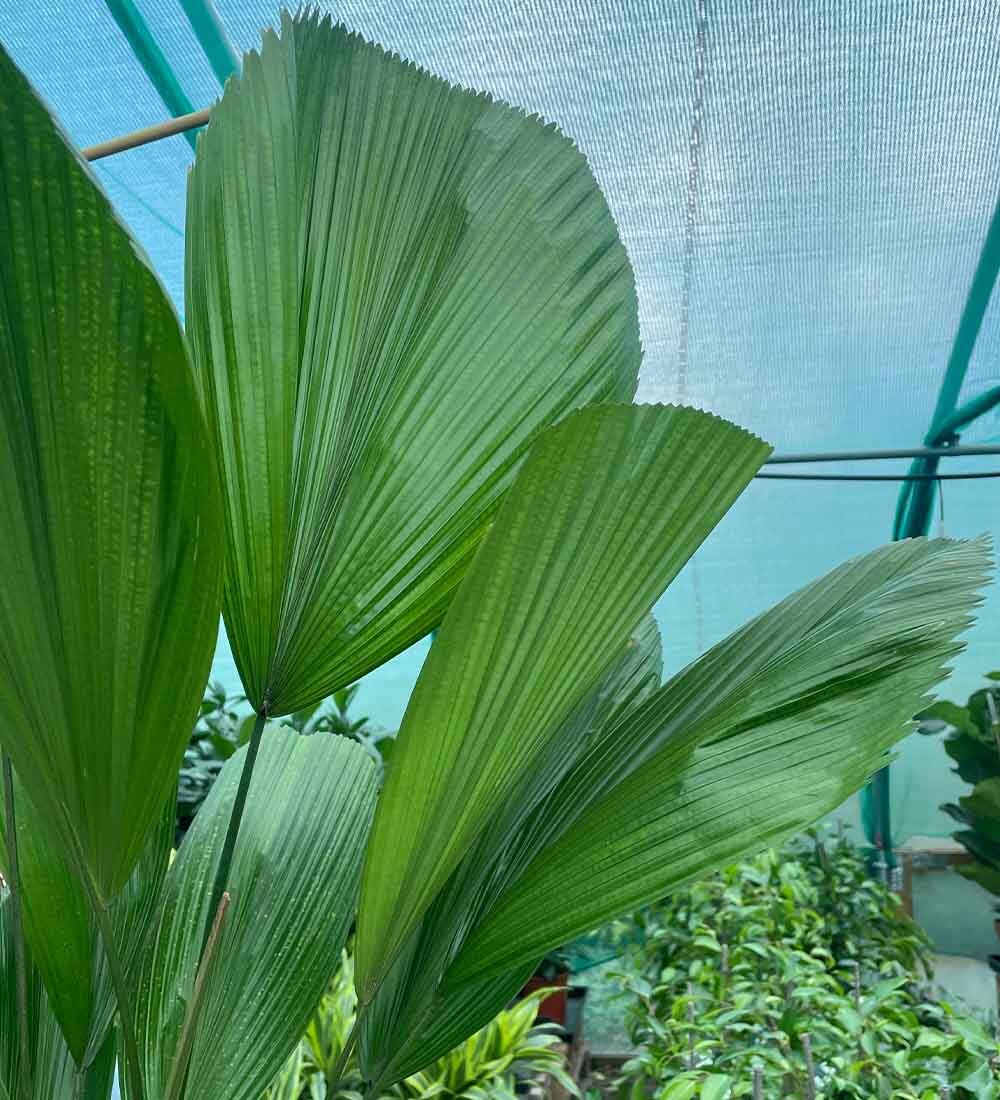 Vanuatu Fan Palm