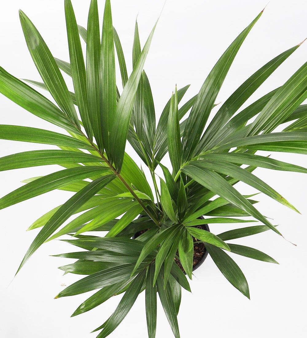 Tall Kentia Palm