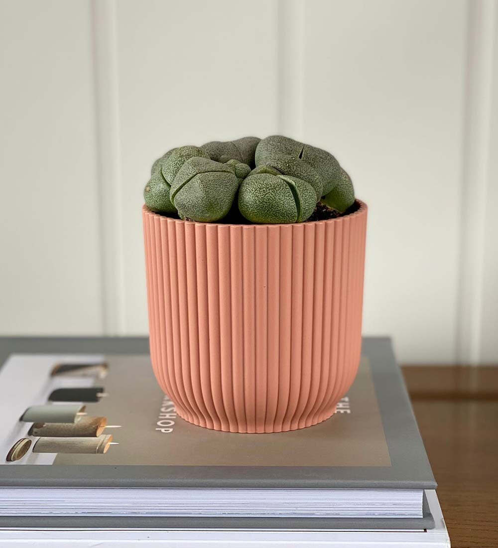 Lithops & Pot