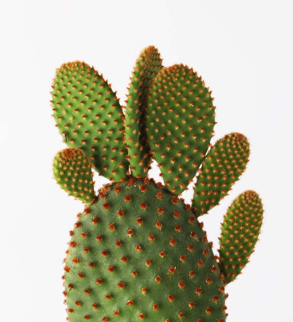 Bunny Ear Cactus & Pot