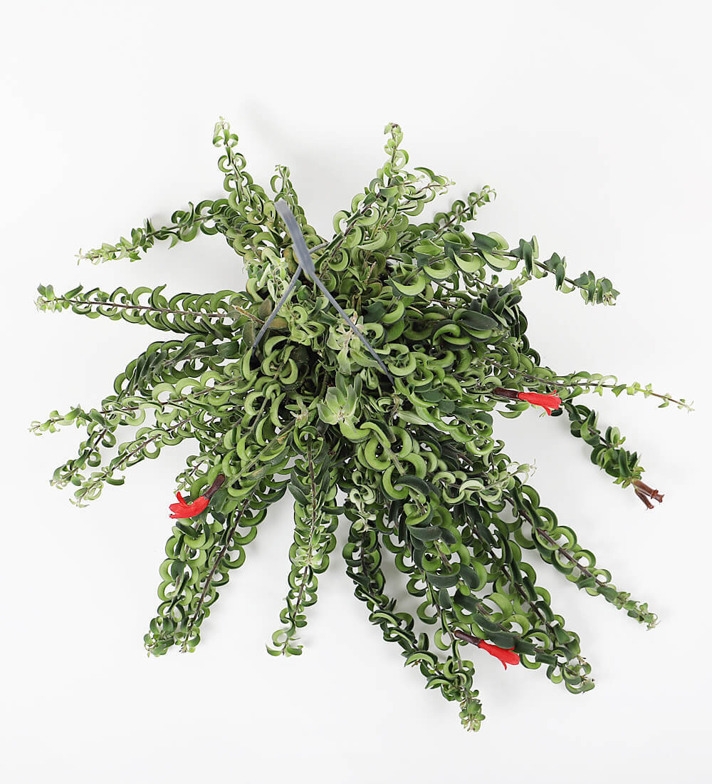 Lipstick Plant
