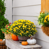 yellow chrysanthemum