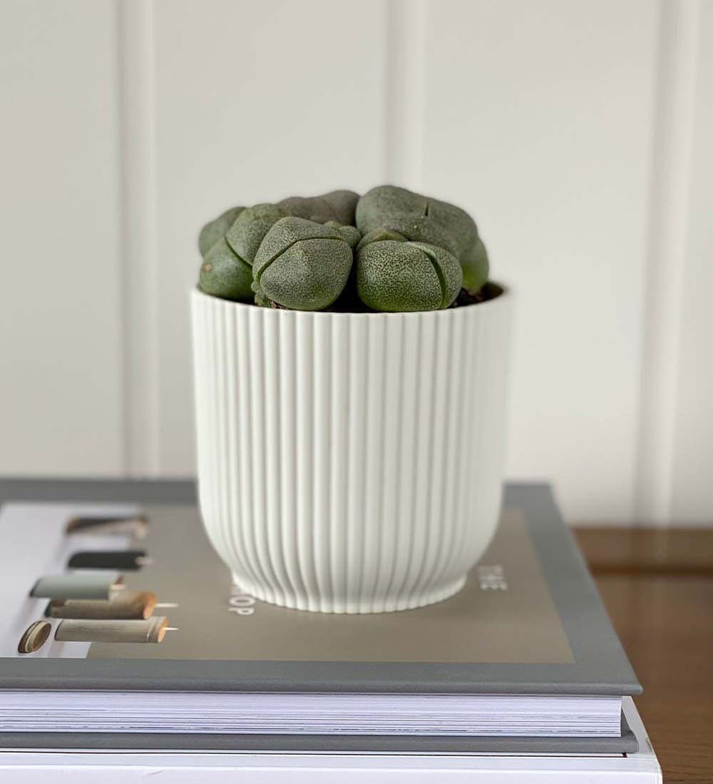 Lithops & Pot