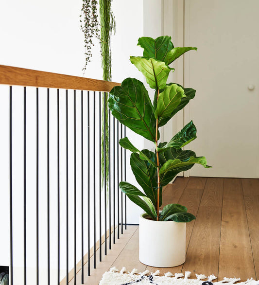 Fiddle-Leaf Fig & Pot
