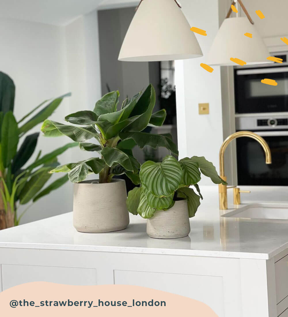 Calathea Orbifolia