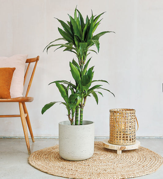 Tall Dracaena Fragrans Steudneri