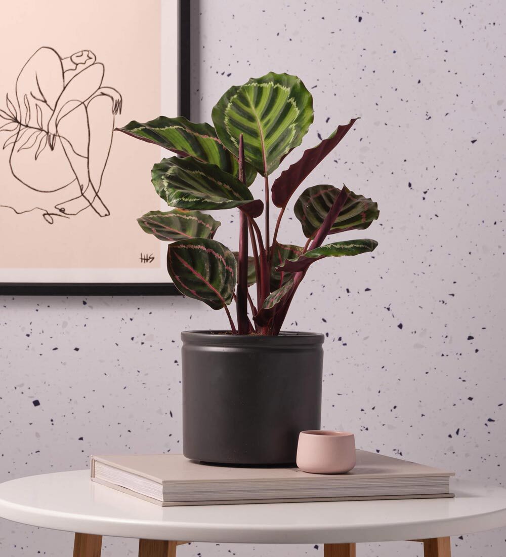 Rose Painted Calathea