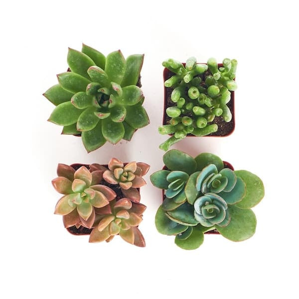 2 in. Assorted Succulent