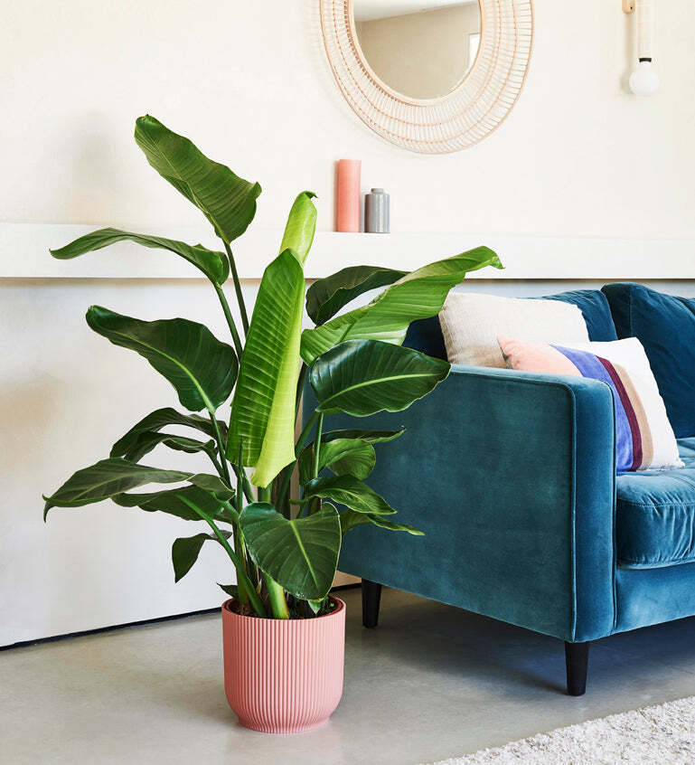Large Bird of Paradise