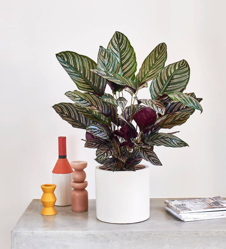 Calathea Sanderiana
