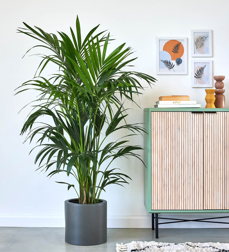 Tall Kentia Palm