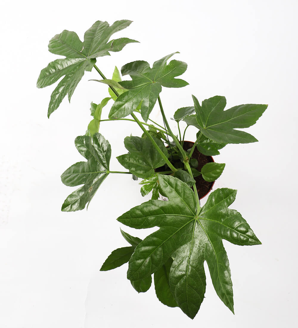 Fatsia Japonica