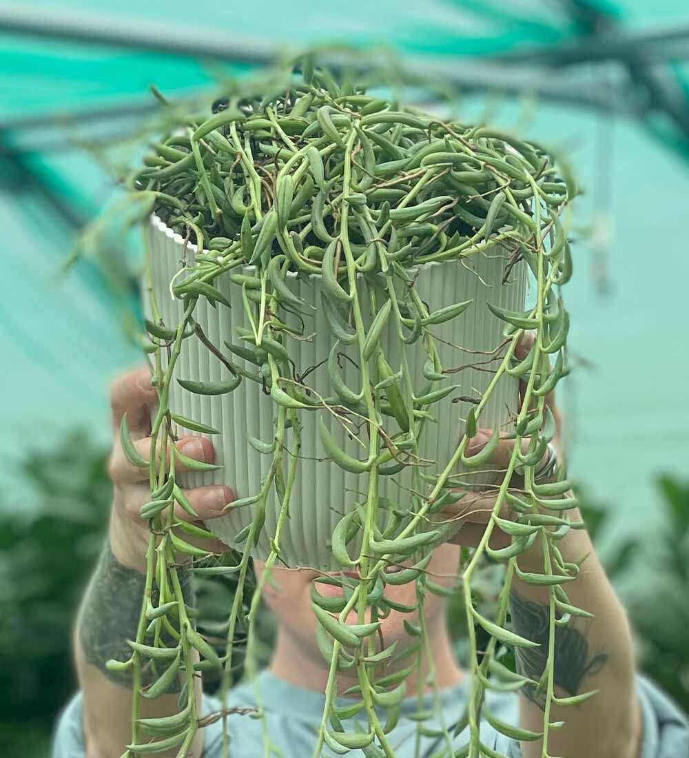 String of Dolphins