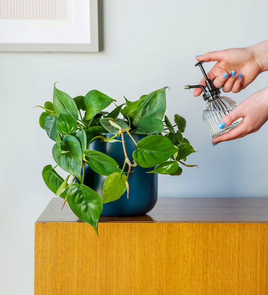 Hanging Heartleaf Philodendron