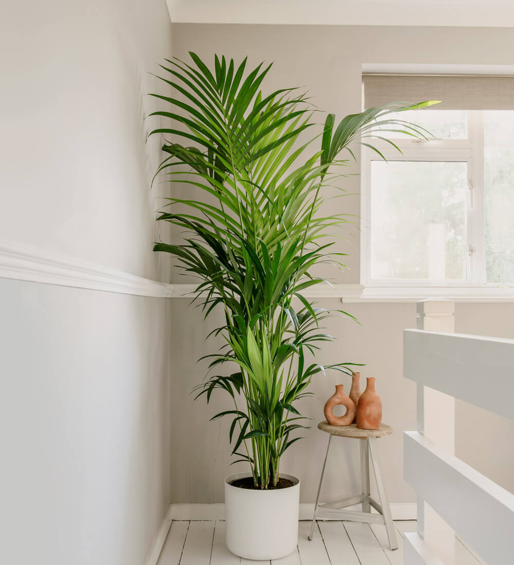 Tall Kentia Palm