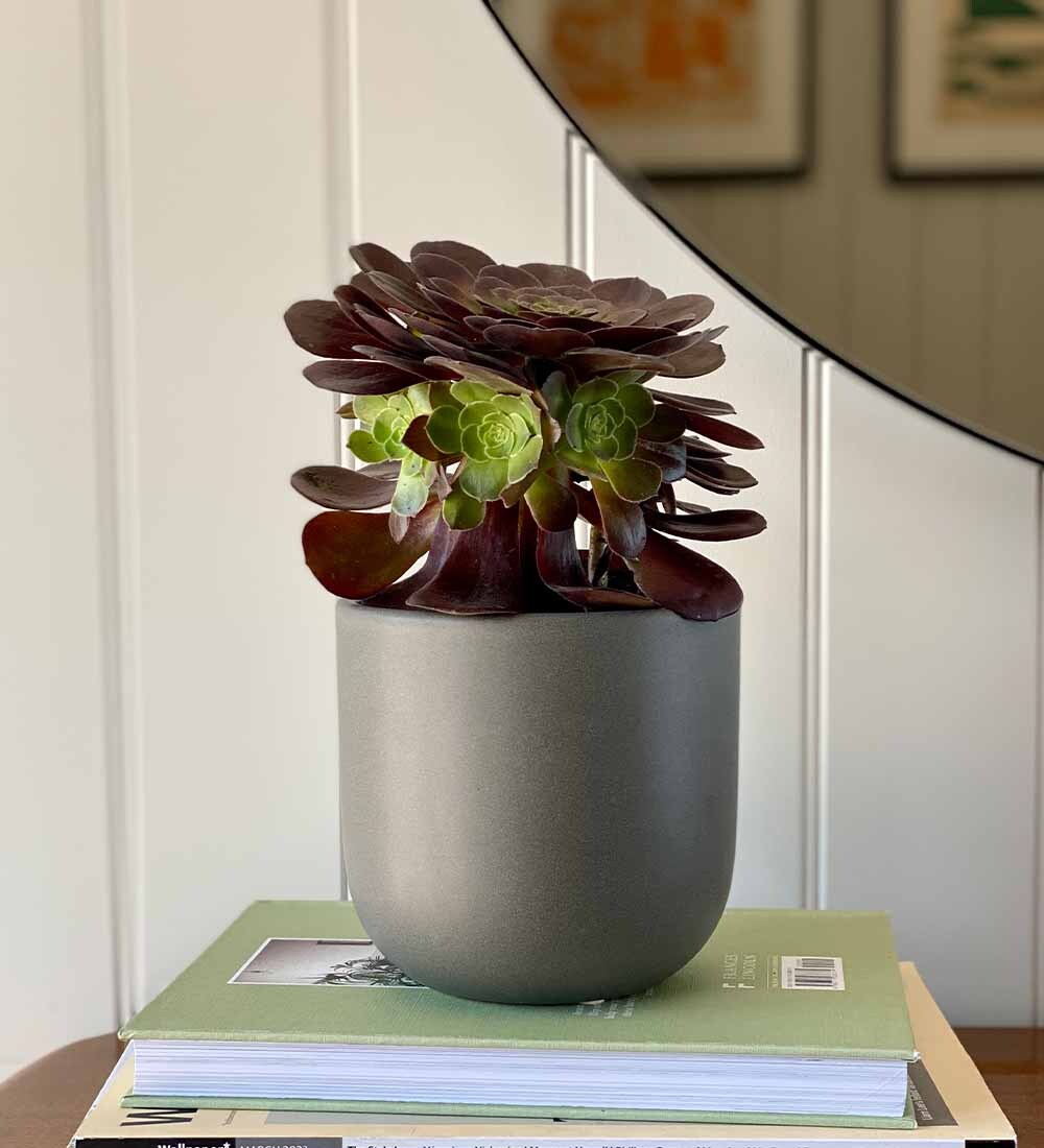 Aeonium & Pot