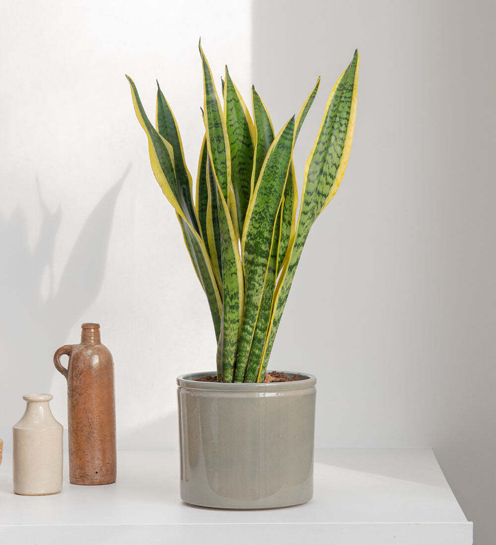 Snake Plant