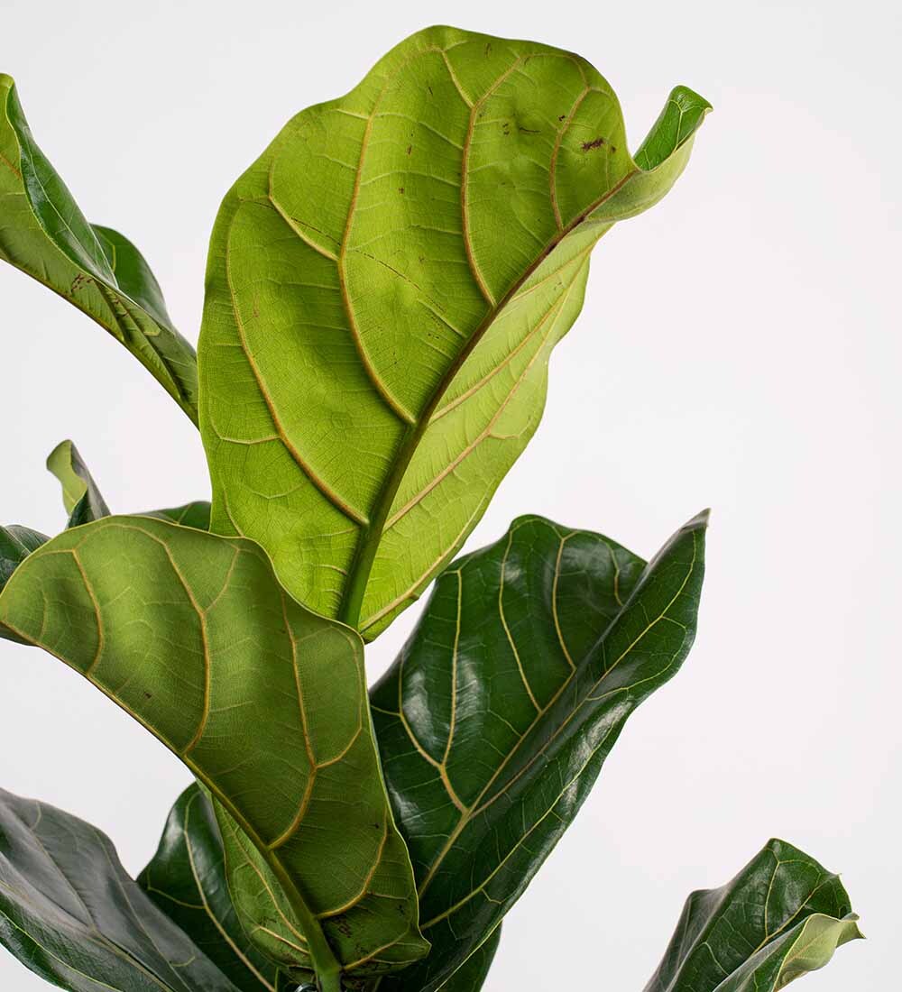 Tall Fiddle-Leaf Fig