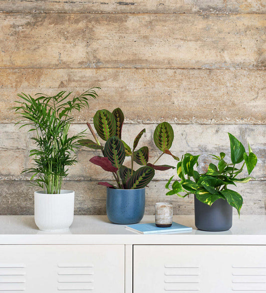 Shelfie Bundle