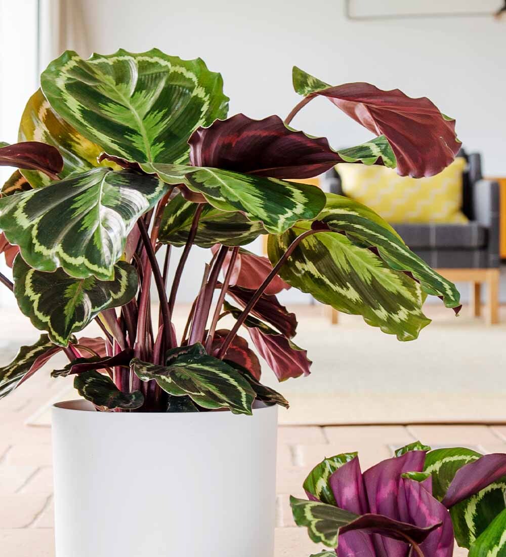 Rose Painted Calathea