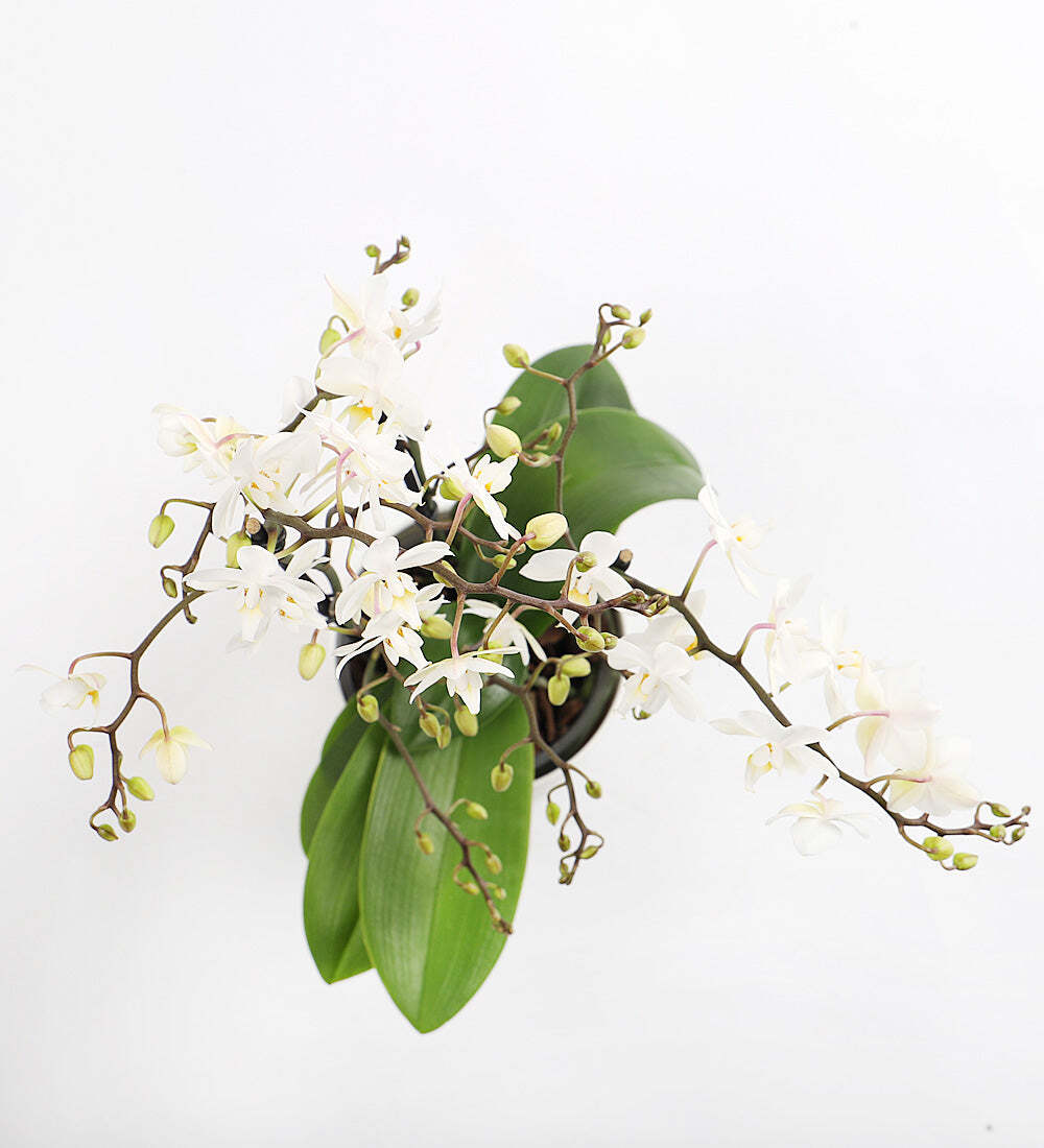 White Orchid & Pot