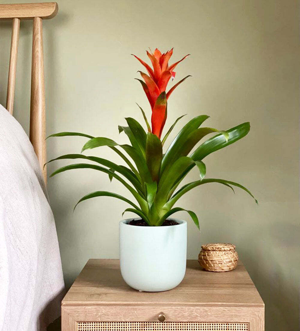 Bromelia Guzmania and Pot
