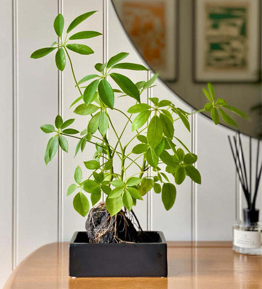 Schefflera on Lava
