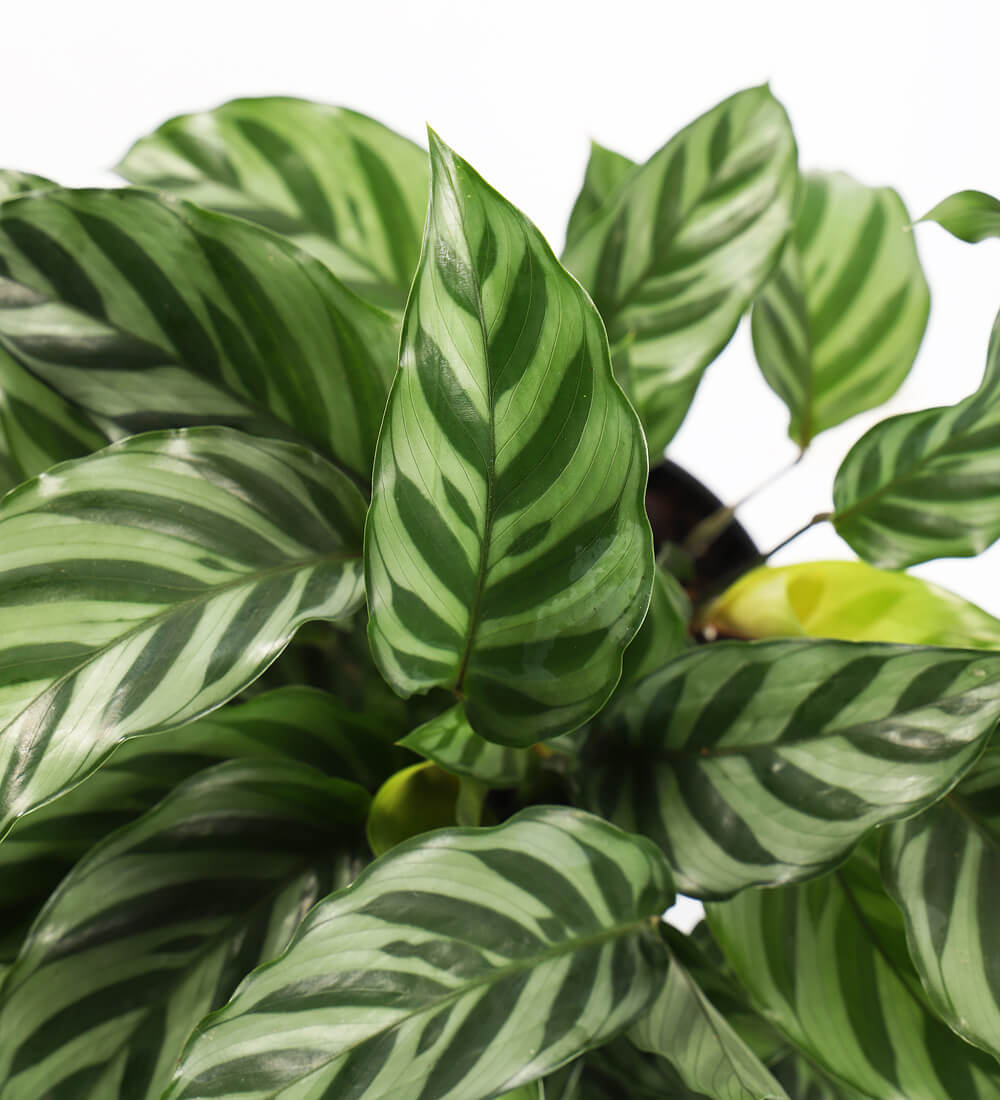 Calathea Freddie