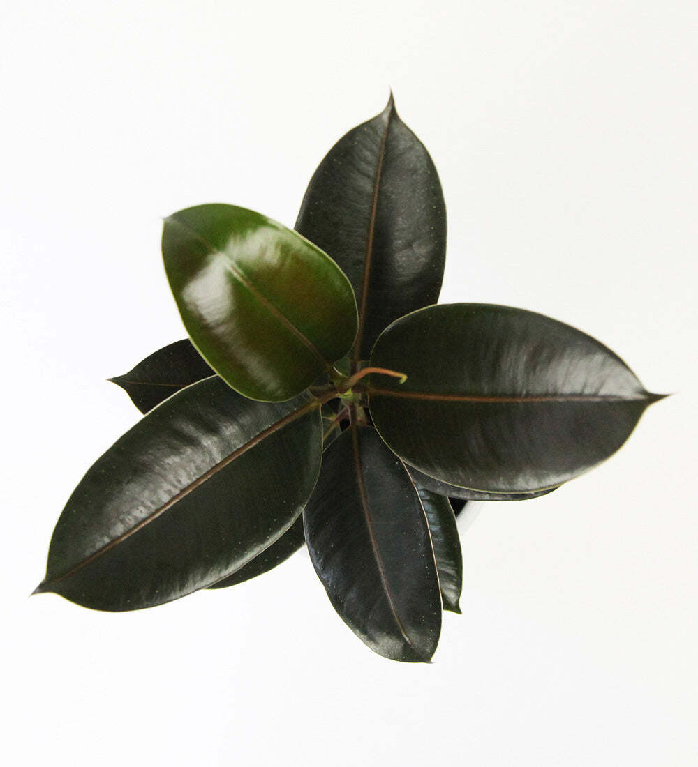 Rubber Plant