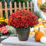 red chrysanthemum
