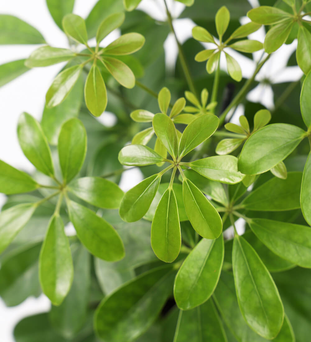 Schefflera on Lava