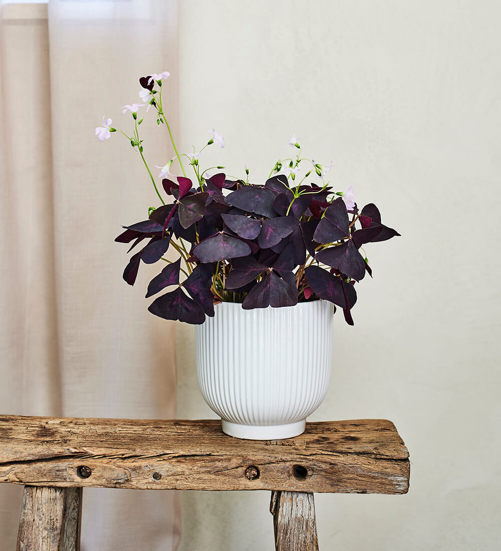 Oxalis & Ceramic Pot
